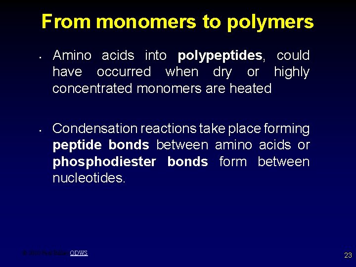 From monomers to polymers • • Amino acids into polypeptides, could have occurred when