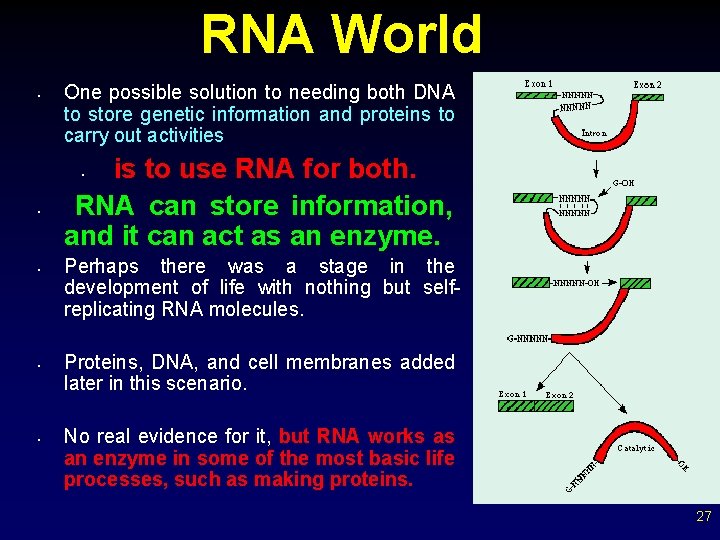 RNA World • One possible solution to needing both DNA to store genetic information