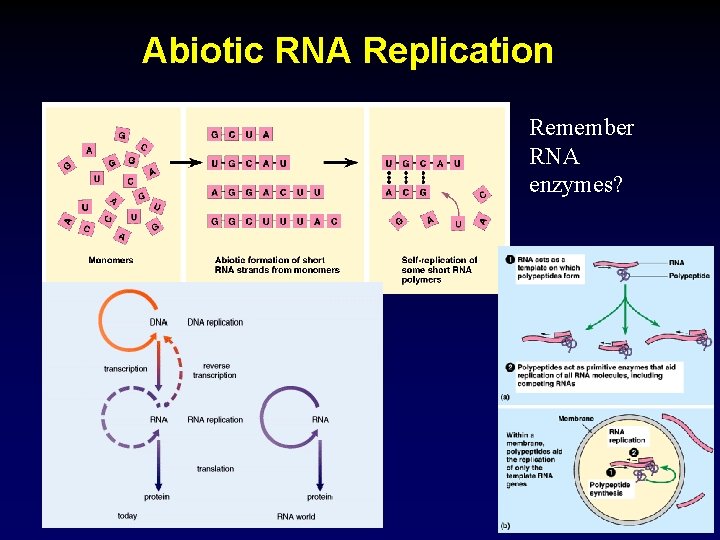 Abiotic RNA Replication Remember RNA enzymes? 28 