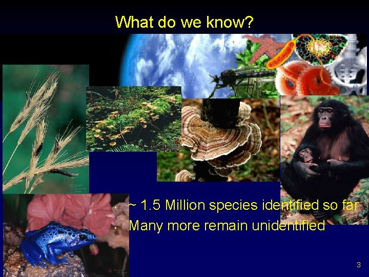 What do we know? • • ~ 1. 5 Million species identified so far