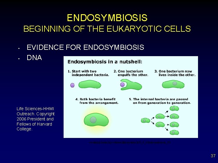 ENDOSYMBIOSIS BEGINNING OF THE EUKARYOTIC CELLS • • EVIDENCE FOR ENDOSYMBIOSIS DNA Life Sciences-HHMI