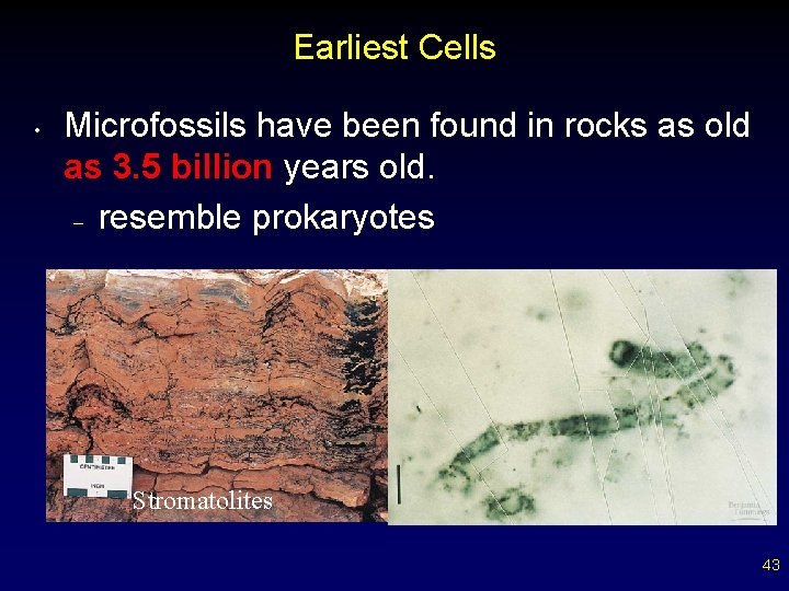 Earliest Cells • Microfossils have been found in rocks as old as 3. 5