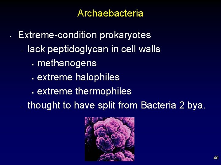 Archaebacteria • Extreme-condition prokaryotes – lack peptidoglycan in cell walls § methanogens § extreme