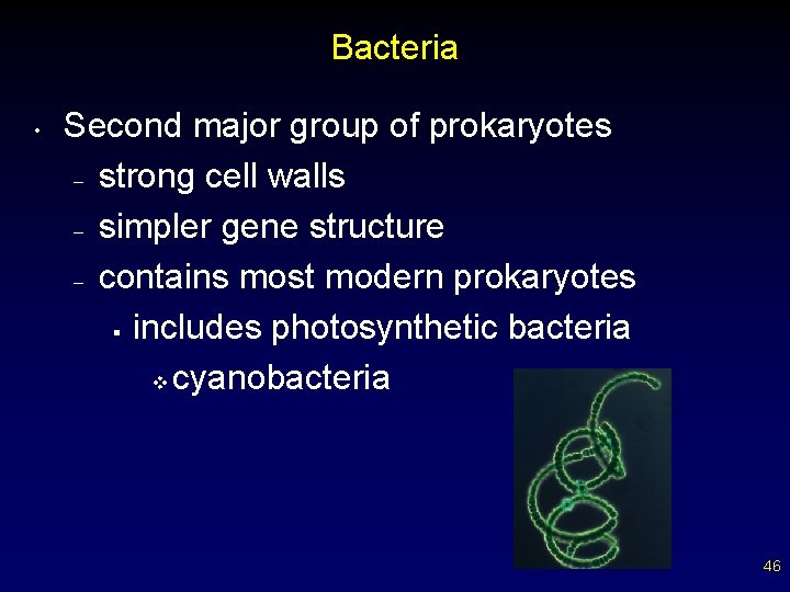 Bacteria • Second major group of prokaryotes – strong cell walls – simpler gene