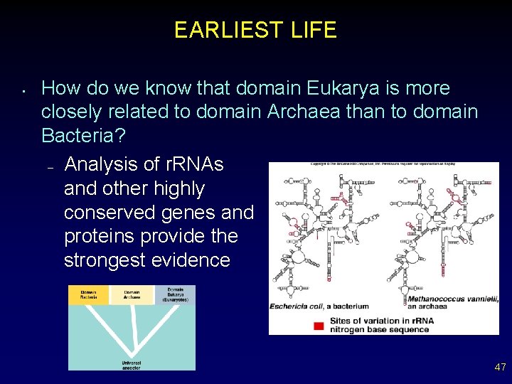 EARLIEST LIFE • How do we know that domain Eukarya is more closely related