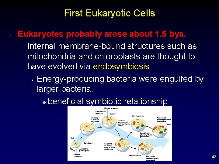 First Eukaryotic Cells • Eukaryotes probably arose about 1. 5 bya. – Internal membrane-bound