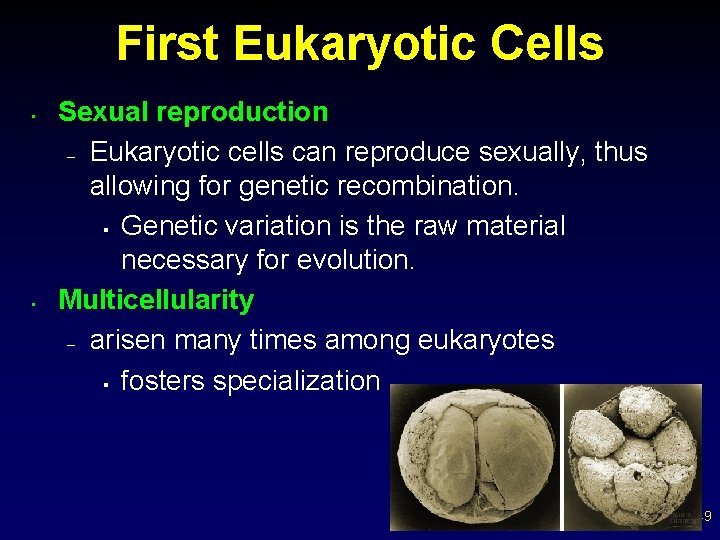 First Eukaryotic Cells • • Sexual reproduction – Eukaryotic cells can reproduce sexually, thus