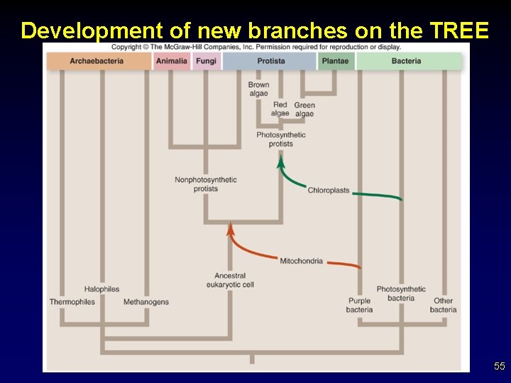 Development of new branches on the TREE 55 