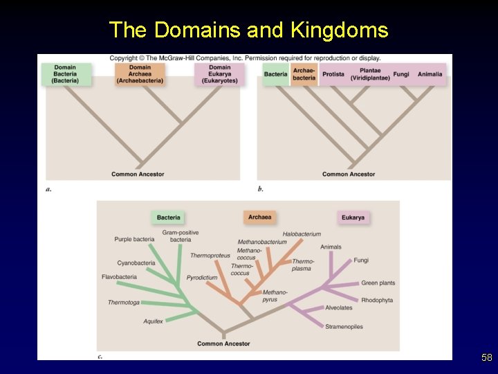 The Domains and Kingdoms 58 