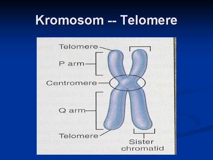 Kromosom -- Telomere 