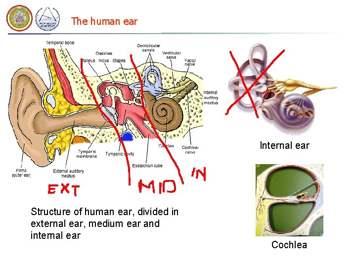 The human ear Internal ear Structure of human ear, divided in external ear, medium