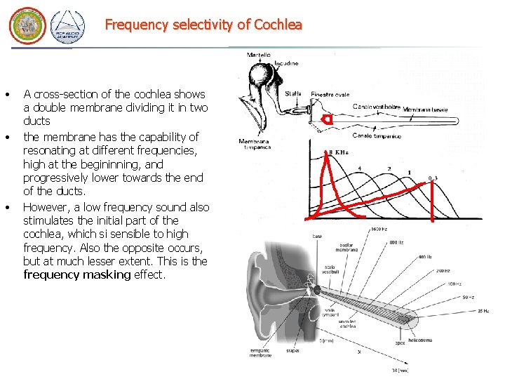 Frequency selectivity of Cochlea • • • A cross-section of the cochlea shows a