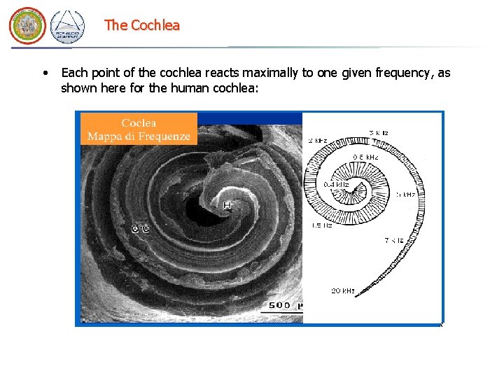 The Cochlea • Each point of the cochlea reacts maximally to one given frequency,