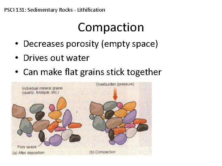 PSCI 131: Sedimentary Rocks - Lithification Compaction • Decreases porosity (empty space) • Drives