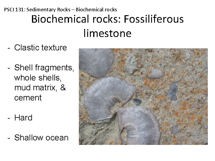 PSCI 131: Sedimentary Rocks – Biochemical rocks: Fossiliferous limestone - Clastic texture - Shell