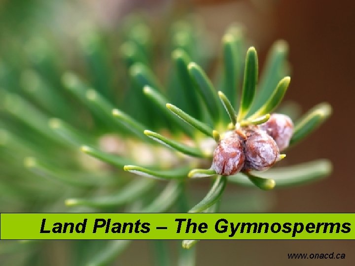 Land Plants – The Gymnosperms www. onacd. ca 