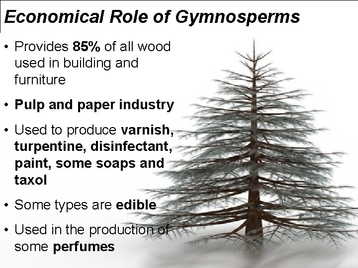 Economical Role of Gymnosperms • Provides 85% of all wood used in building and