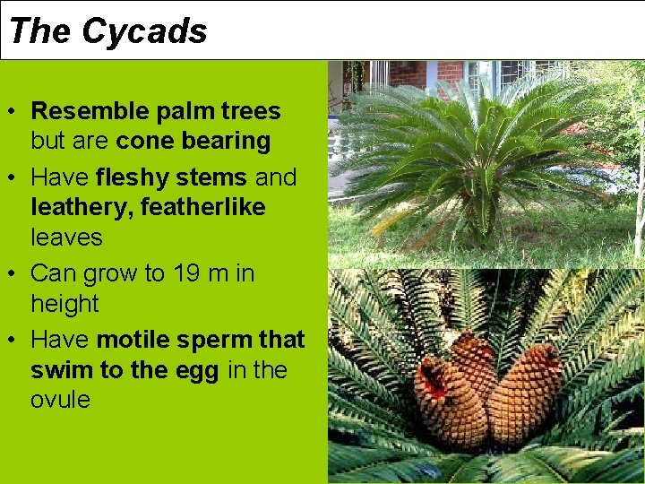 The Cycads • Resemble palm trees but are cone bearing • Have fleshy stems
