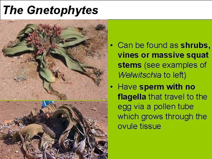 The Gnetophytes • Can be found as shrubs, vines or massive squat stems (see