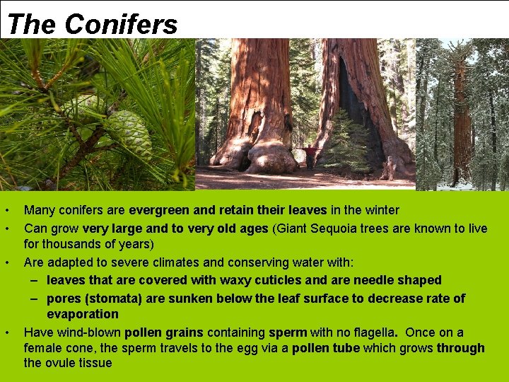 The Conifers • • Many conifers are evergreen and retain their leaves in the