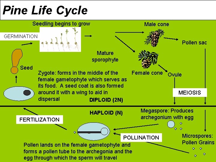 Pine Life Cycle Seedling begins to grow Male cone GERMINATION Pollen sac Mature sporophyte