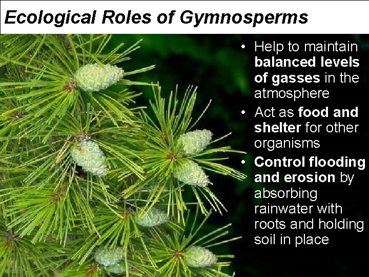 Ecological Roles of Gymnosperms • Help to maintain balanced levels of gasses in the