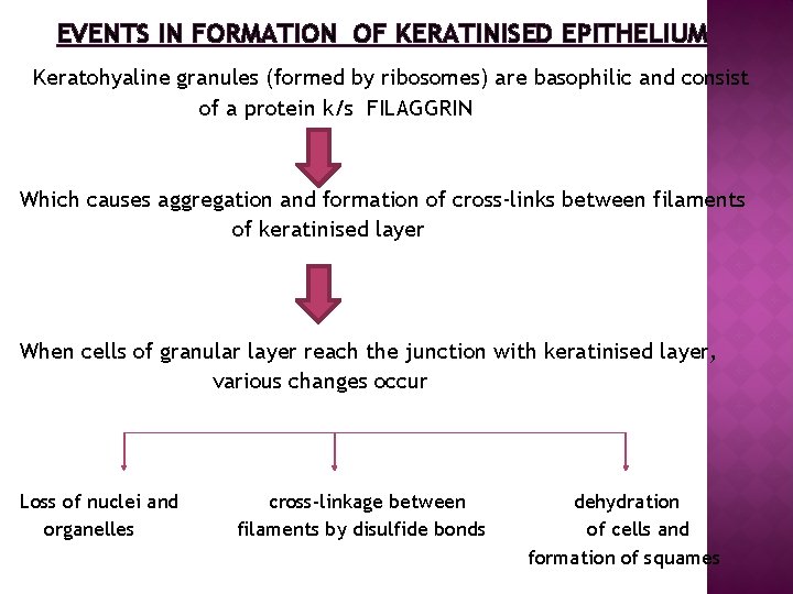 EVENTS IN FORMATION OF KERATINISED EPITHELIUM Keratohyaline granules (formed by ribosomes) are basophilic and