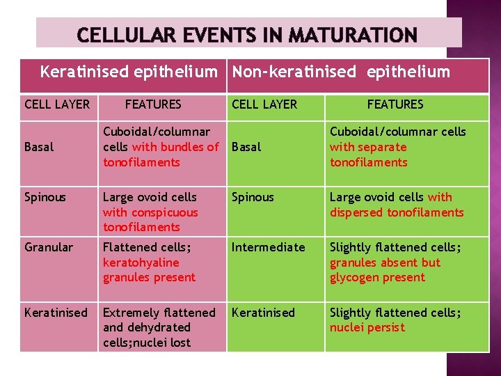 CELLULAR EVENTS IN MATURATION Keratinised epithelium Non-keratinised epithelium CELL LAYER Basal FEATURES Cuboidal/columnar cells