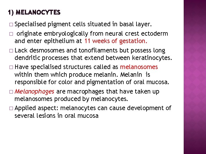 1) MELANOCYTES Specialised pigment cells situated in basal layer. � originate embryologically from neural