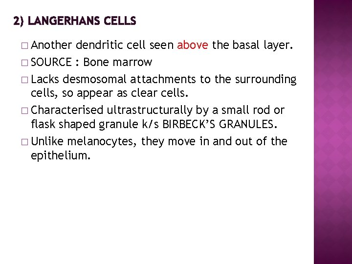2) LANGERHANS CELLS � Another dendritic cell seen above the basal layer. � SOURCE
