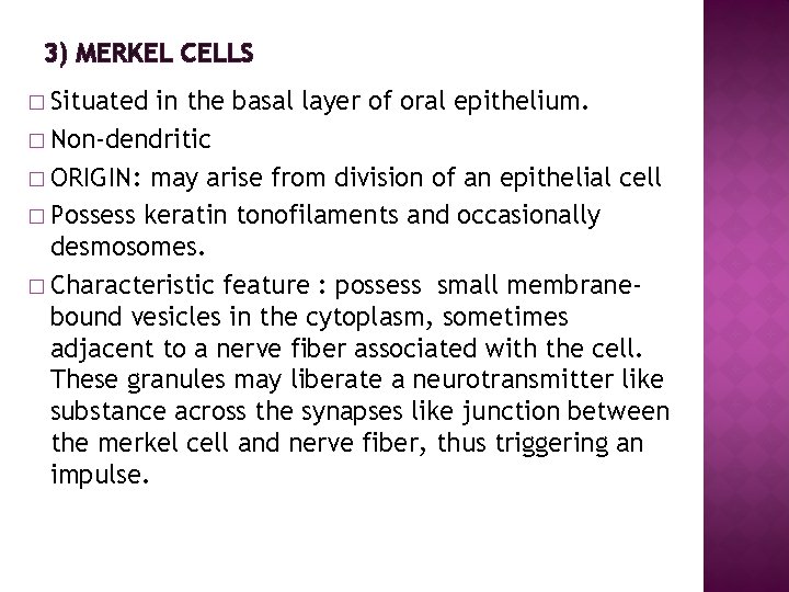 3) MERKEL CELLS � Situated in the basal layer of oral epithelium. � Non-dendritic