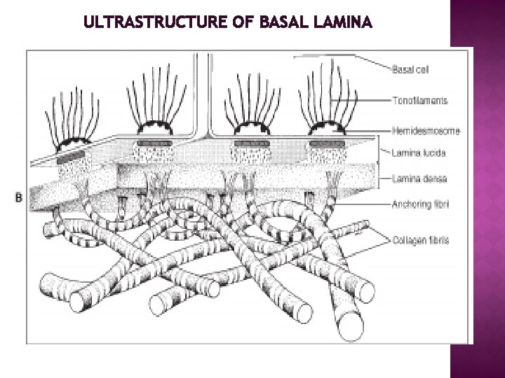 ULTRASTRUCTURE OF BASAL LAMINA 