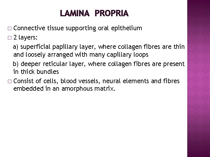 LAMINA PROPRIA Connective tissue supporting oral epithelium � 2 layers: a) superficial papillary layer,