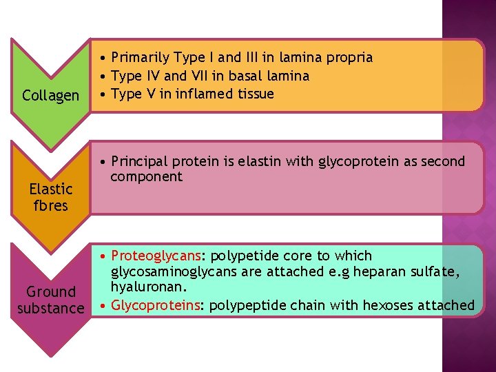 Collagen Elastic fbres • Primarily Type I and III in lamina propria • Type