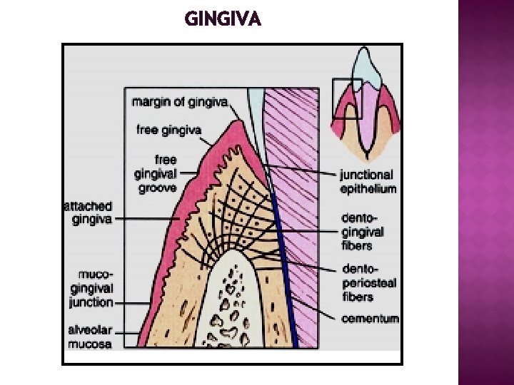 GINGIVA 