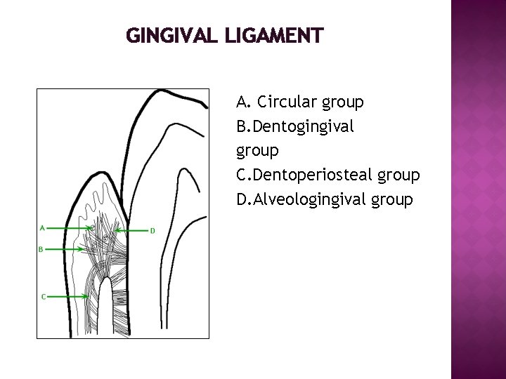 GINGIVAL LIGAMENT A. Circular group B. Dentogingival group C. Dentoperiosteal group D. Alveologingival group