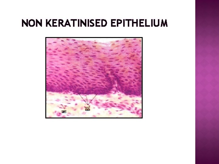 NON KERATINISED EPITHELIUM 