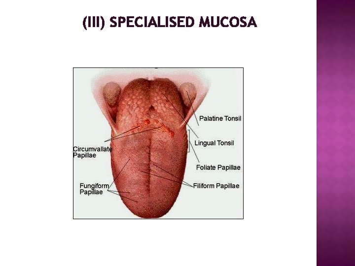 (III) SPECIALISED MUCOSA 