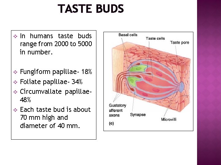TASTE BUDS v In humans taste buds range from 2000 to 5000 in number.