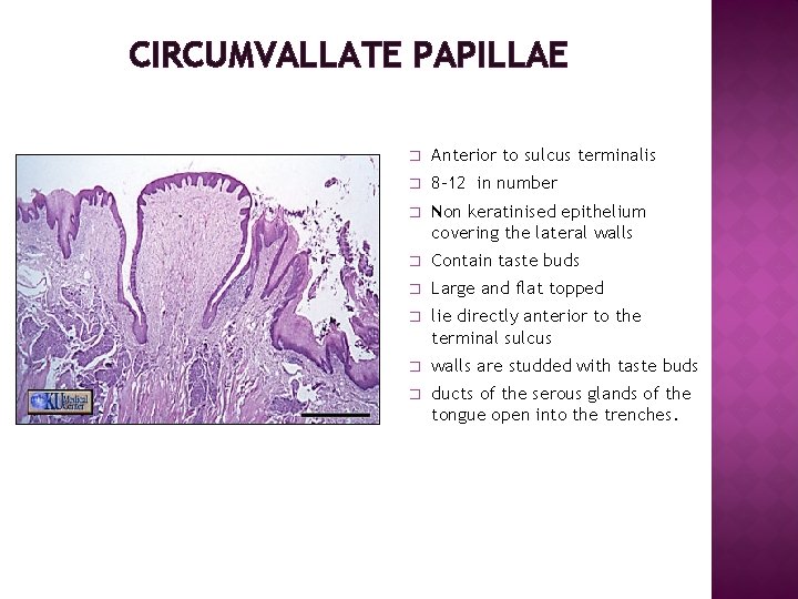 CIRCUMVALLATE PAPILLAE � Anterior to sulcus terminalis � 8 -12 in number � Non