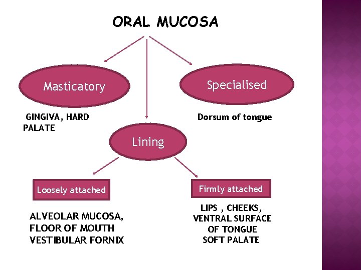 ORAL MUCOSA Specialised Masticatory GINGIVA, HARD PALATE Dorsum of tongue Lining Loosely attached ALVEOLAR