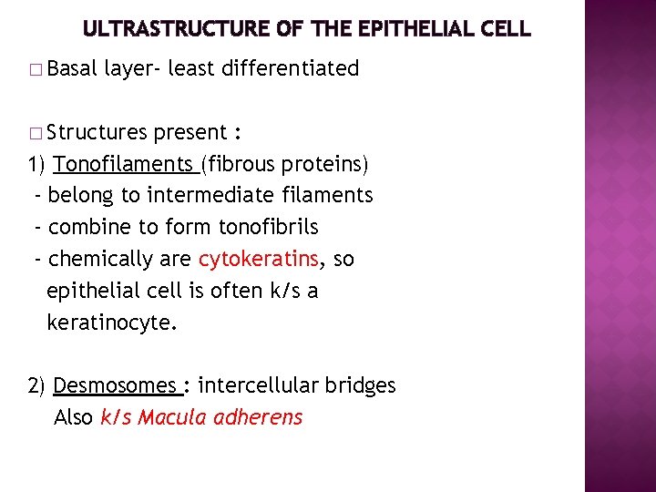 ULTRASTRUCTURE OF THE EPITHELIAL CELL � Basal layer- least differentiated � Structures present :