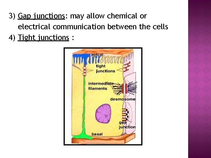 3) Gap junctions: may allow chemical or electrical communication between the cells 4) Tight