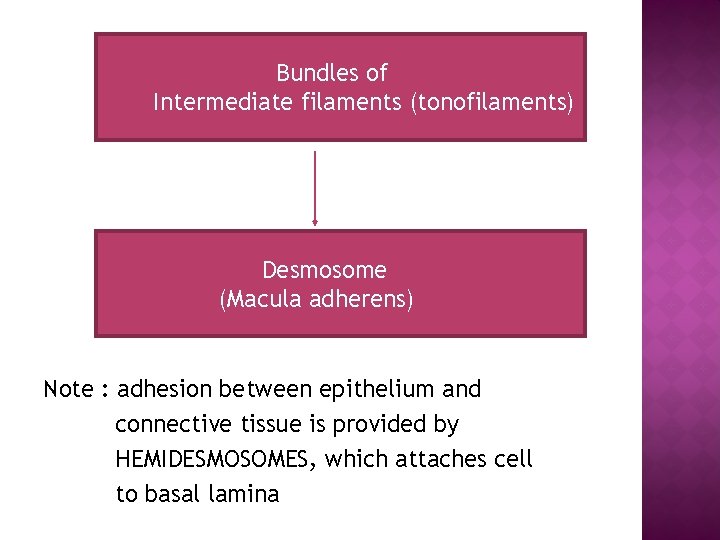 Bundles of Intermediate filaments (tonofilaments) Desmosome (Macula adherens) Note : adhesion between epithelium and