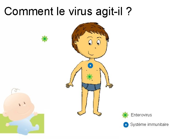 Comment le virus agit-il ? Enterovirus Système immunitaire 