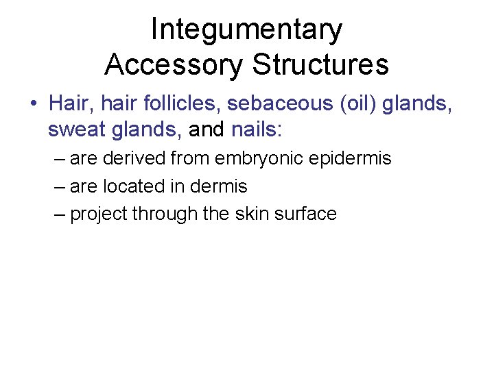 Integumentary Accessory Structures • Hair, hair follicles, sebaceous (oil) glands, sweat glands, and nails: