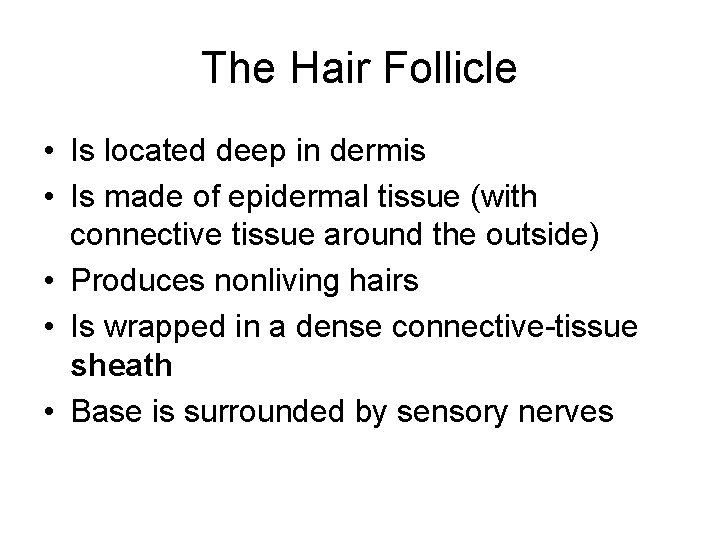 The Hair Follicle • Is located deep in dermis • Is made of epidermal