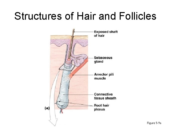 Structures of Hair and Follicles Figure 5– 9 a 