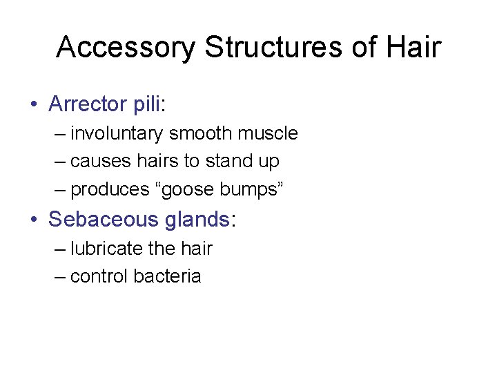 Accessory Structures of Hair • Arrector pili: – involuntary smooth muscle – causes hairs