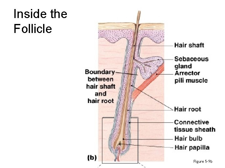 Inside the Follicle Figure 5– 9 b 